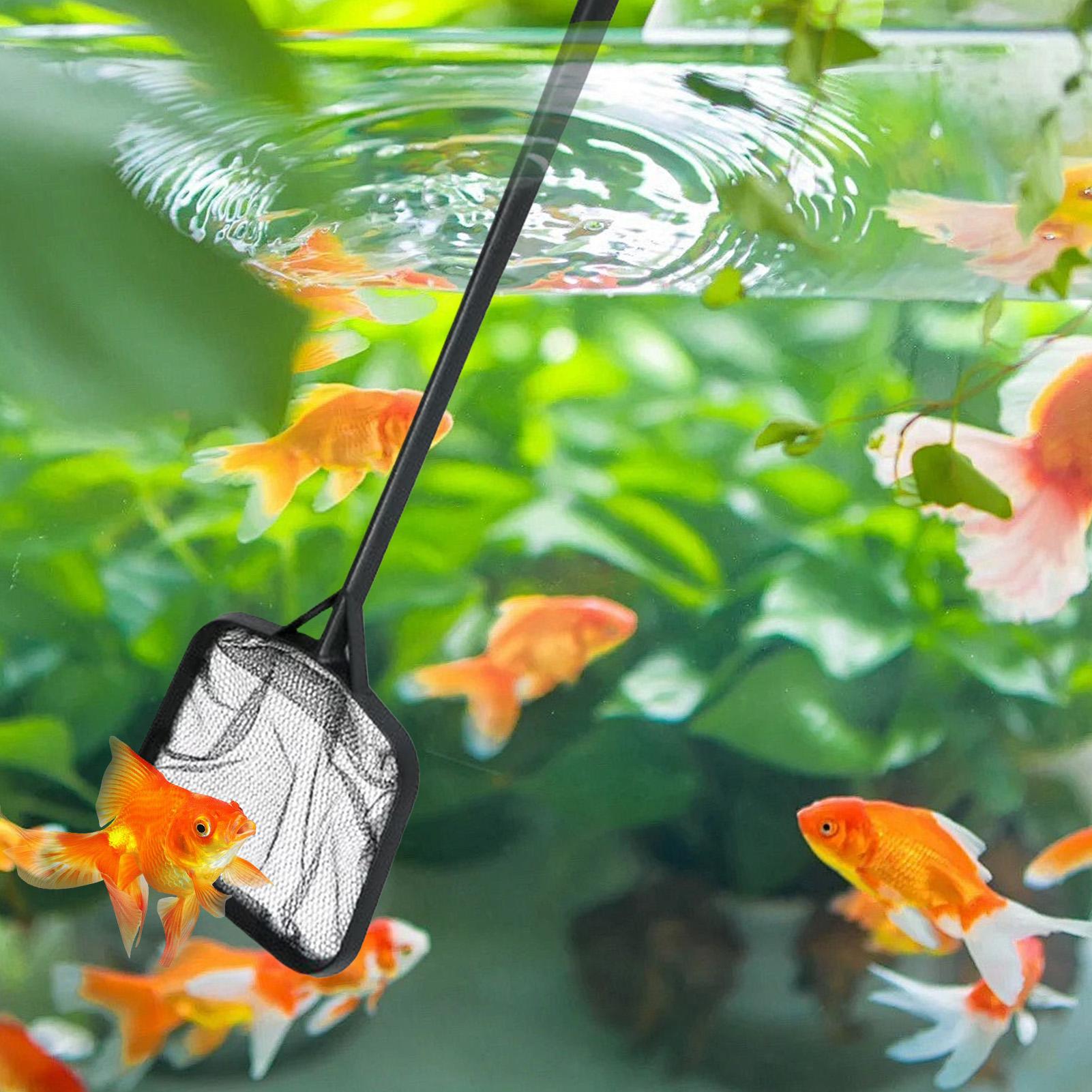 Reti per la Pulizia della Pisc - Aquarium Fish To Buy recensione e prezzo