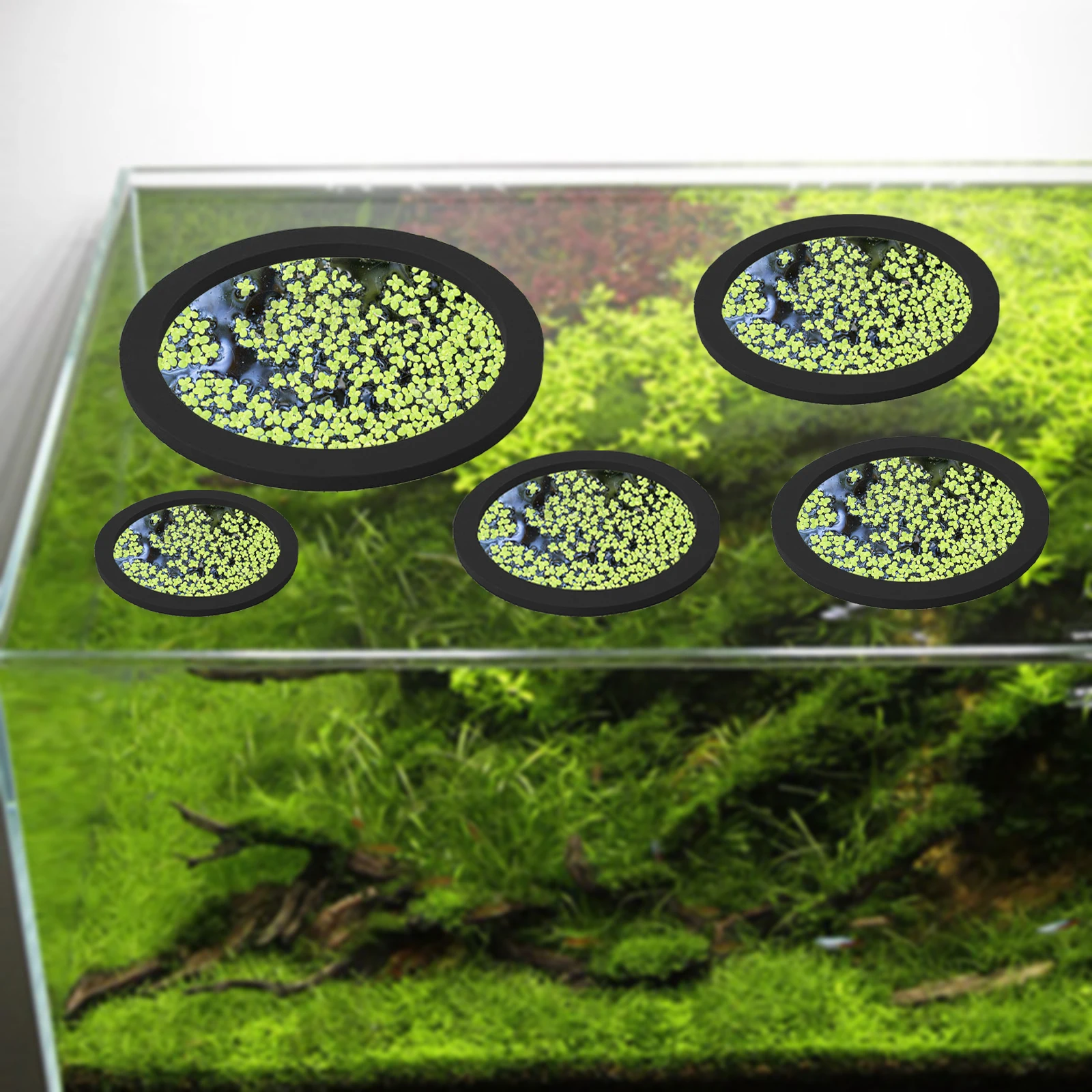 5 pz EVA Anello di Alimentazio - Fish Aquarium Home recensione e prezzo