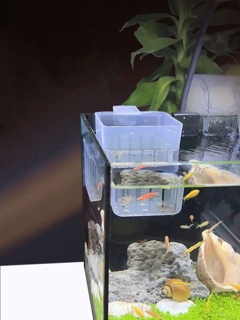 Cestino idroponico trasparente - Aquarium Fish Big recensione e prezzo