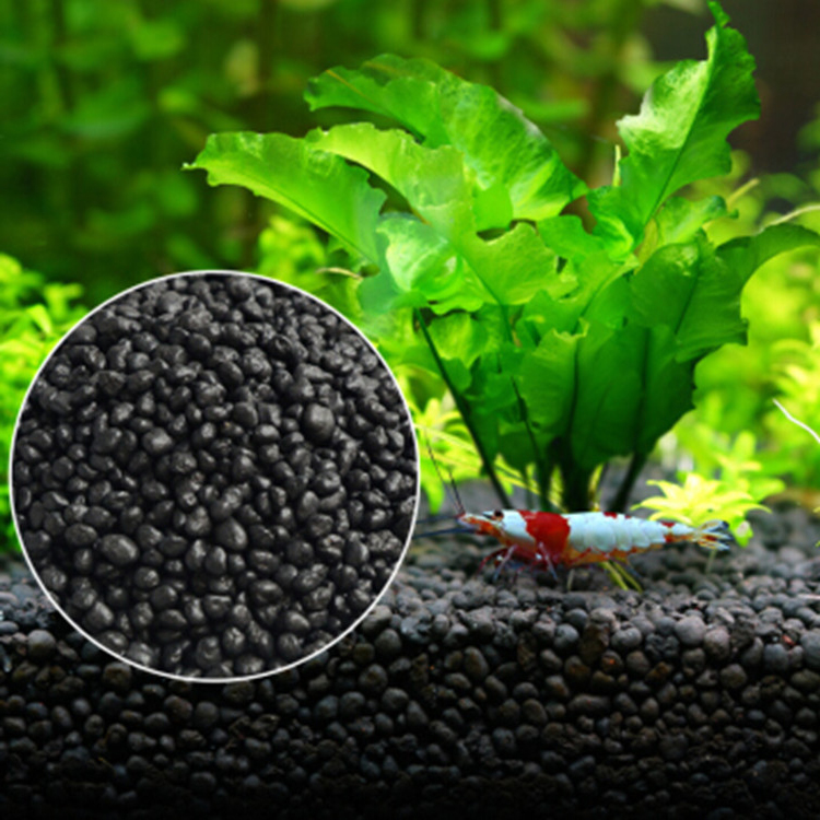 Acquario semi di piante terren - Aquarium Fish To Buy recensione e prezzo